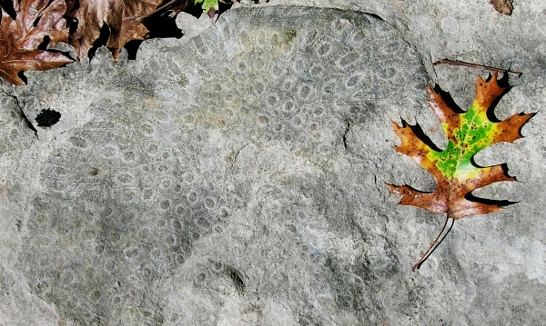 Hexagonaria